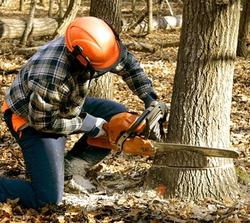 Tree Removal in Jet, OK